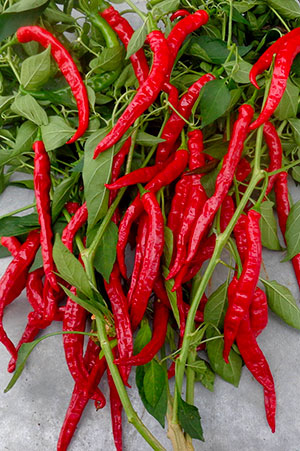 DE CAYENNE