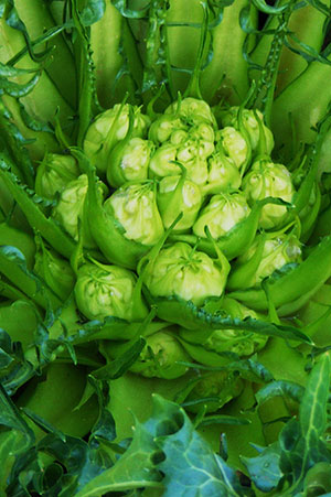 PUNTARELLE DI GALATINA