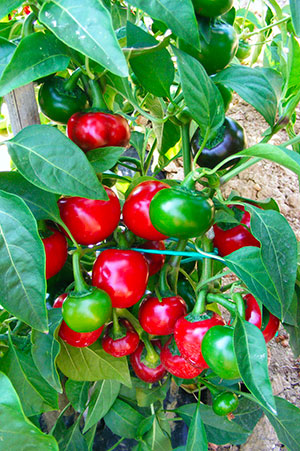 RED CHERRY SMALL