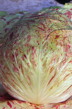 VARIEGATA DI CASTELFRANCO